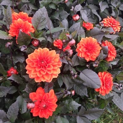 4 stuks Ellen Houston