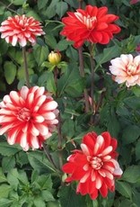 4 stuks Dynamite Levering vanaf december