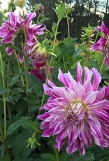 4 Stück Bristol Stripe