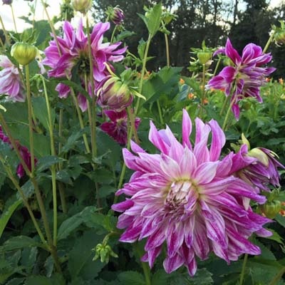 4 stuks Bristol Stripe