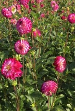 4 stuks Little Robert