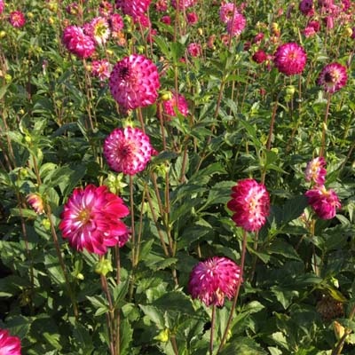 4 stuks Little Robert