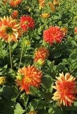 4 stuks Sun Explosion Levering vanaf december