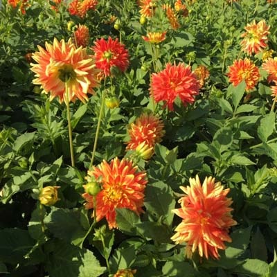 4 Stück Sun Explosion