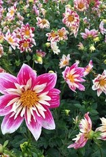 4 stuks Fashion Monger