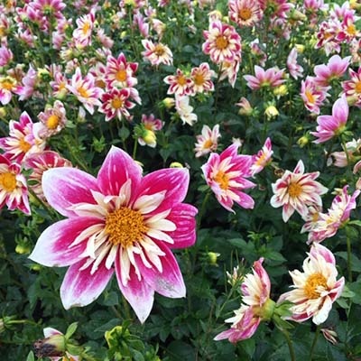 4 Stück Fashion Monger