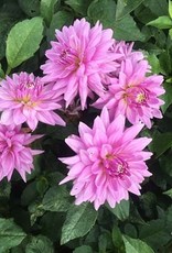 4 stuks Worton Blue Streak