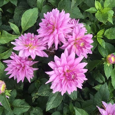 4 Stück Worton Blue Streak