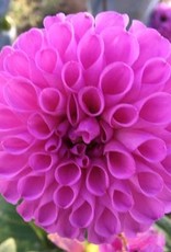 4 stuks Robann Regal