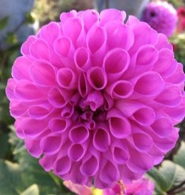 4 Stück Robann Regal