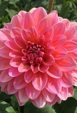 4 stuks Pink Runner Levering vanaf december