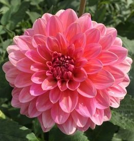 4 Stück Pink Runner Lieferung ab Dezember