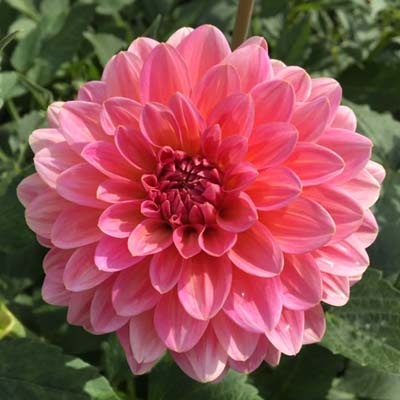 4 Stück Pink Runner Lieferung ab Dezember