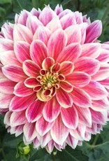 4 stuks Temple of Beauty