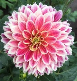 4 Stück Temple of Beauty