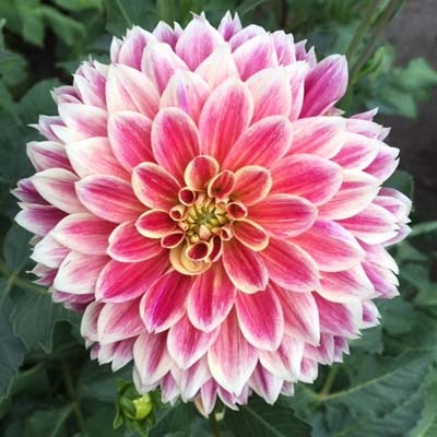 4 stuks Temple of Beauty