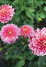 4 Stück Temple of Beauty