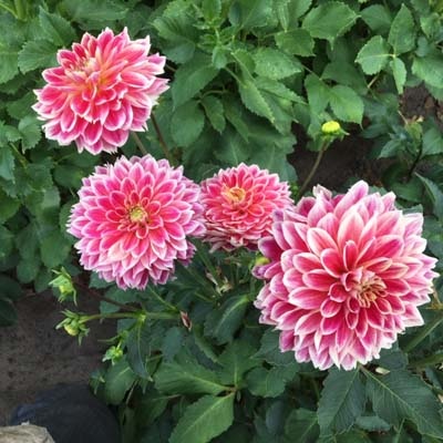 4 stuks Temple of Beauty