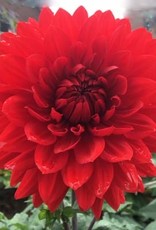 4 Stück Garden Wonder