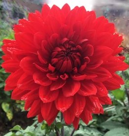 4 stuks Garden Wonder