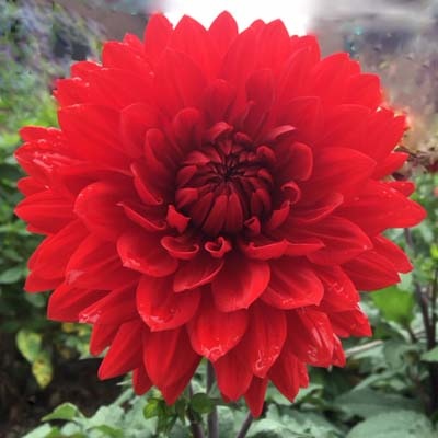 4 stuks Garden Wonder