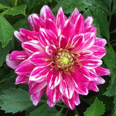 4 Stück GoGo Two Tone