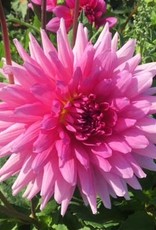 4 Stück Rosella Lieferung ab Dezember