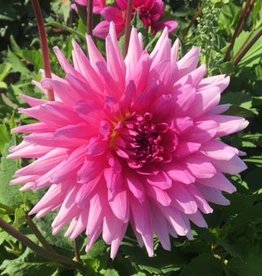 4 Stück Rosella Lieferung ab Dezember