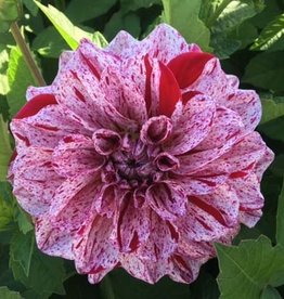 4 stuks GoGo Speckled