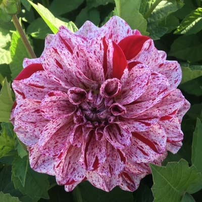 4 Stück GoGo Speckled