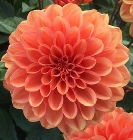 4 Stück GoGo Orange