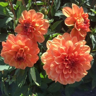 4 Stück GoGo Orange