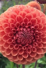 4 Stück Cornel Brons