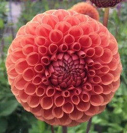 4 stuks Cornel Brons