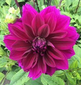 4 stuks Thomas Alva Edison