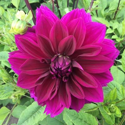 4 stuks Thomas Alva Edison