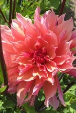4 stuks Zalmkleurige decoratieve dahlia