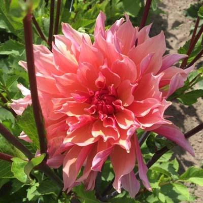 4 stuks Zalmkleurige decoratieve dahlia