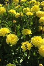 4 stuks American Sun