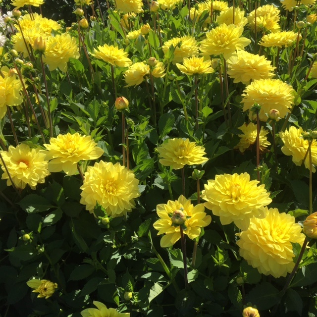 4 stuks American Sun