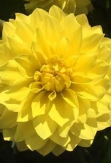 4 stuks American Sun