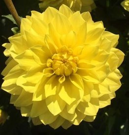 4 Stück American Sun