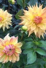 4 Stück Penhill Autumn Shade