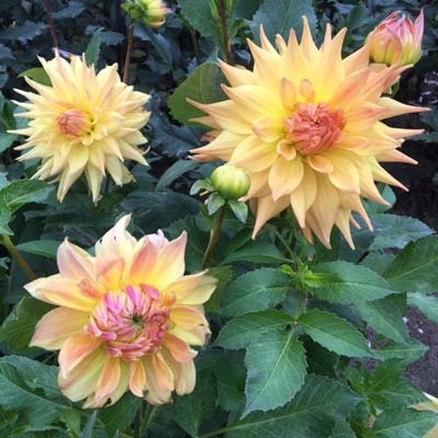 4 Stück Penhill Autumn Shade