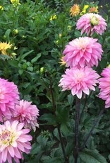 4 Stück Paradise City