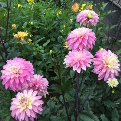 4 Stück Paradise City