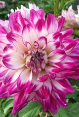 4 Stück Who dun  it