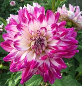 4 Stück Who dun  it