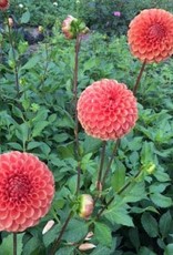 4 stuks Cornel Brons