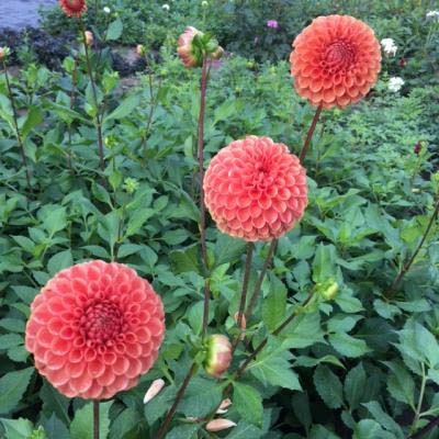 4 Stück Cornel Brons